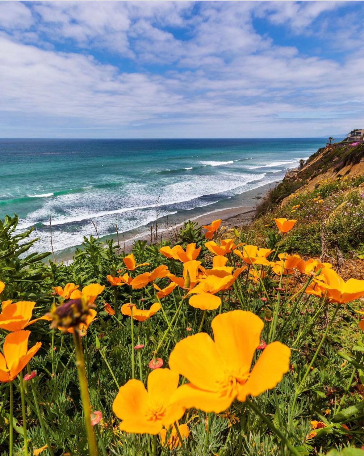 Reference photo captured by San Diego Photographer, Colin Leibold.